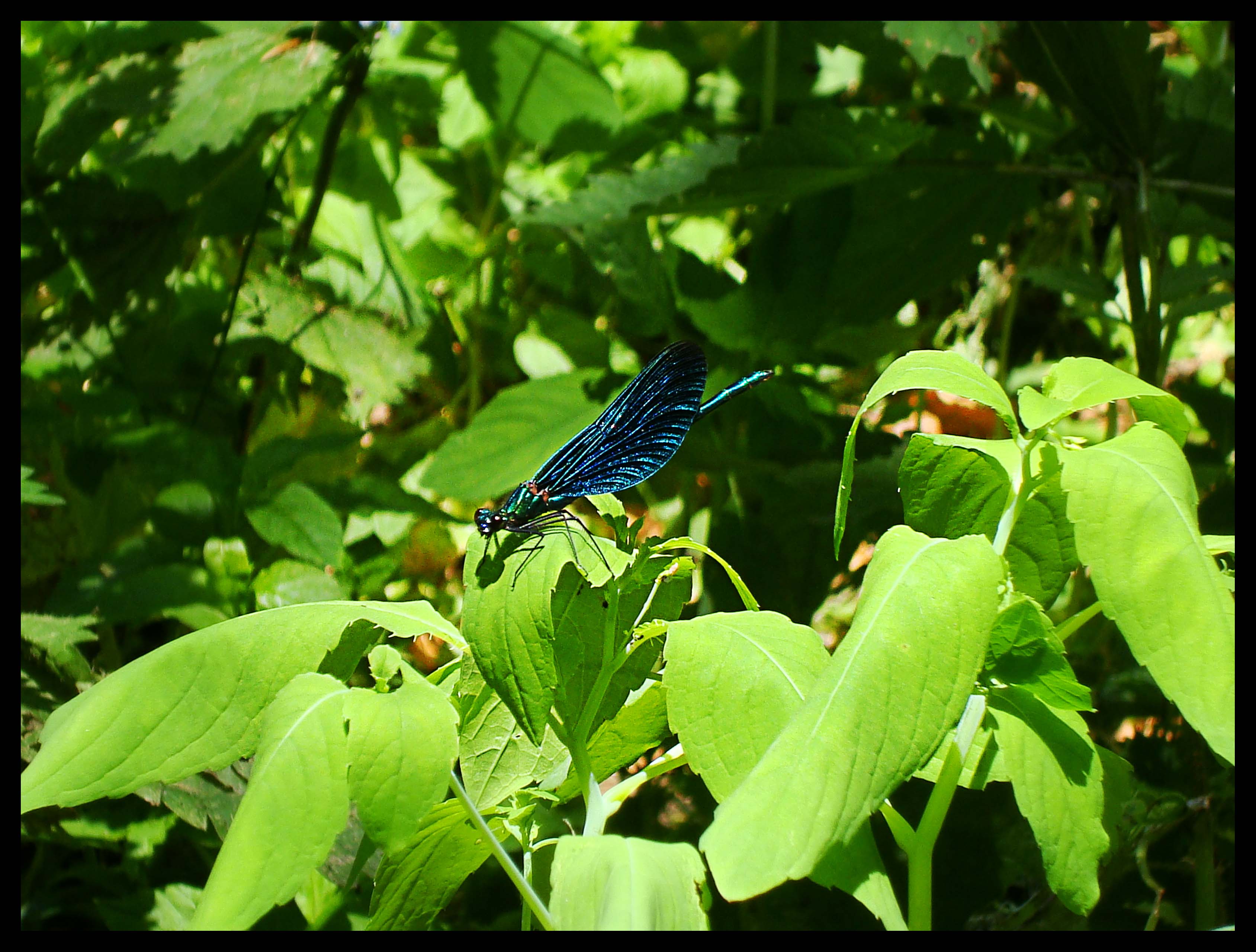 insekten_1_20140626_1598559769.jpg