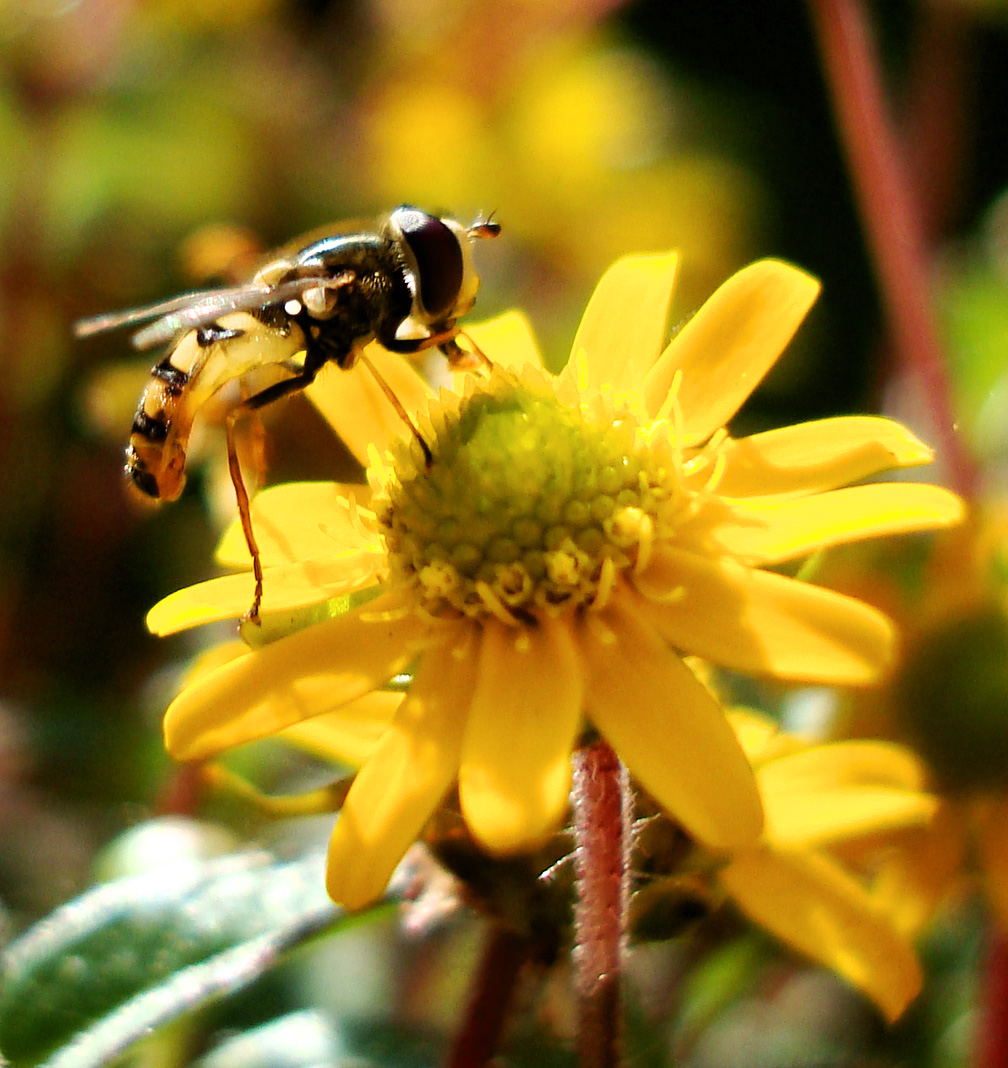 insekten_2_20140626_1657301406.jpg