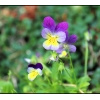 Blumen