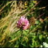 Blumen